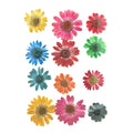 12 In 1 Multy Pressed Dry Daisy Flowers