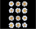 White Daisy Pressed Dry Flower