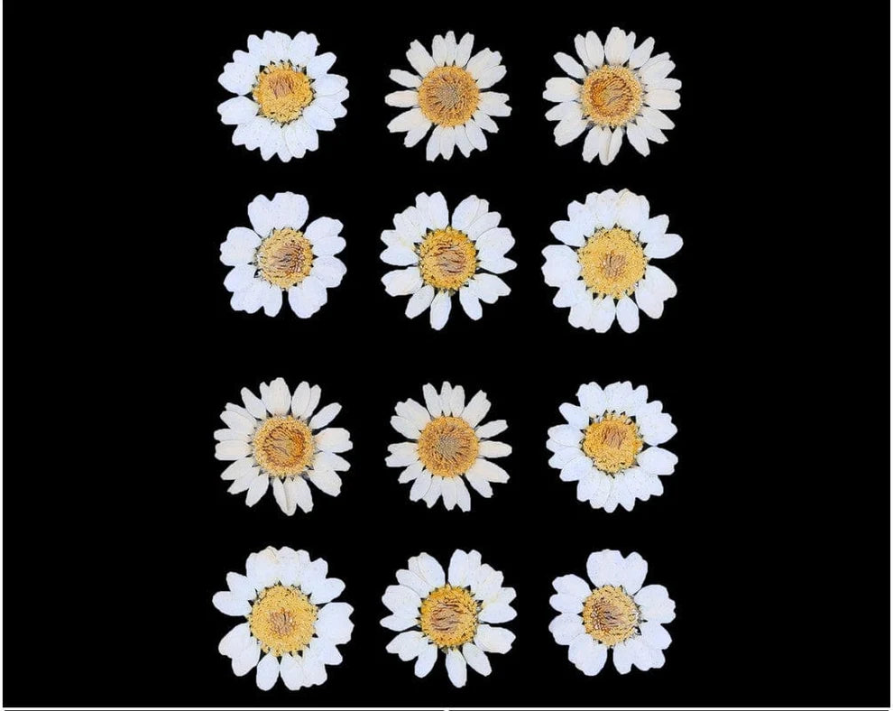 White Daisy Pressed Dry Flower